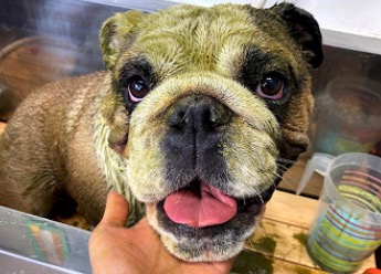 ドッグサロンCheer